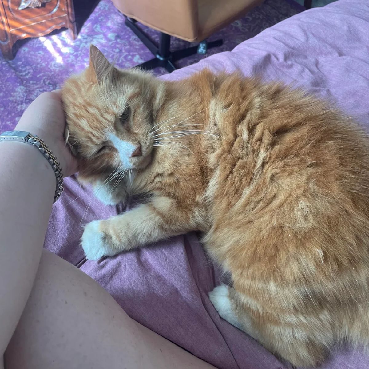 woman snuggling with cat on bed