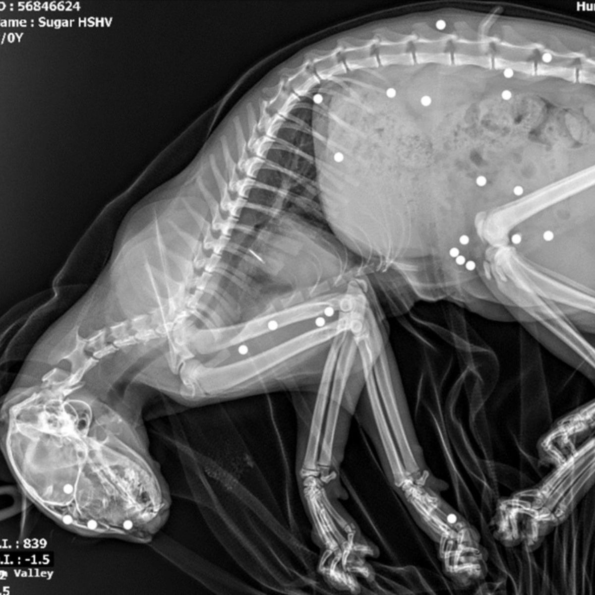 x-ray of cat