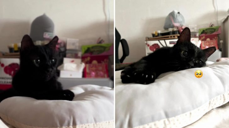 10-Year-Old Cat Lays On A Bed For The First Time Ever And Her Reaction Will Warm Your Heart