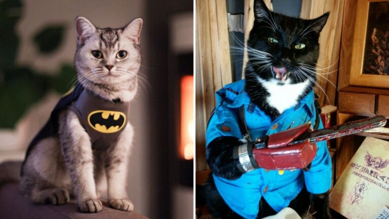 20 Halloween Cat Costumes That Are Frightfully Adorable