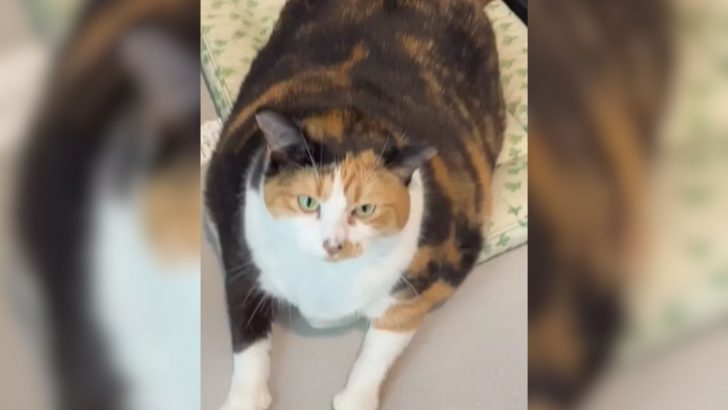 27-Pound Shelter Cat Who’s Captured A Million Hearts Is Looking For A Hero