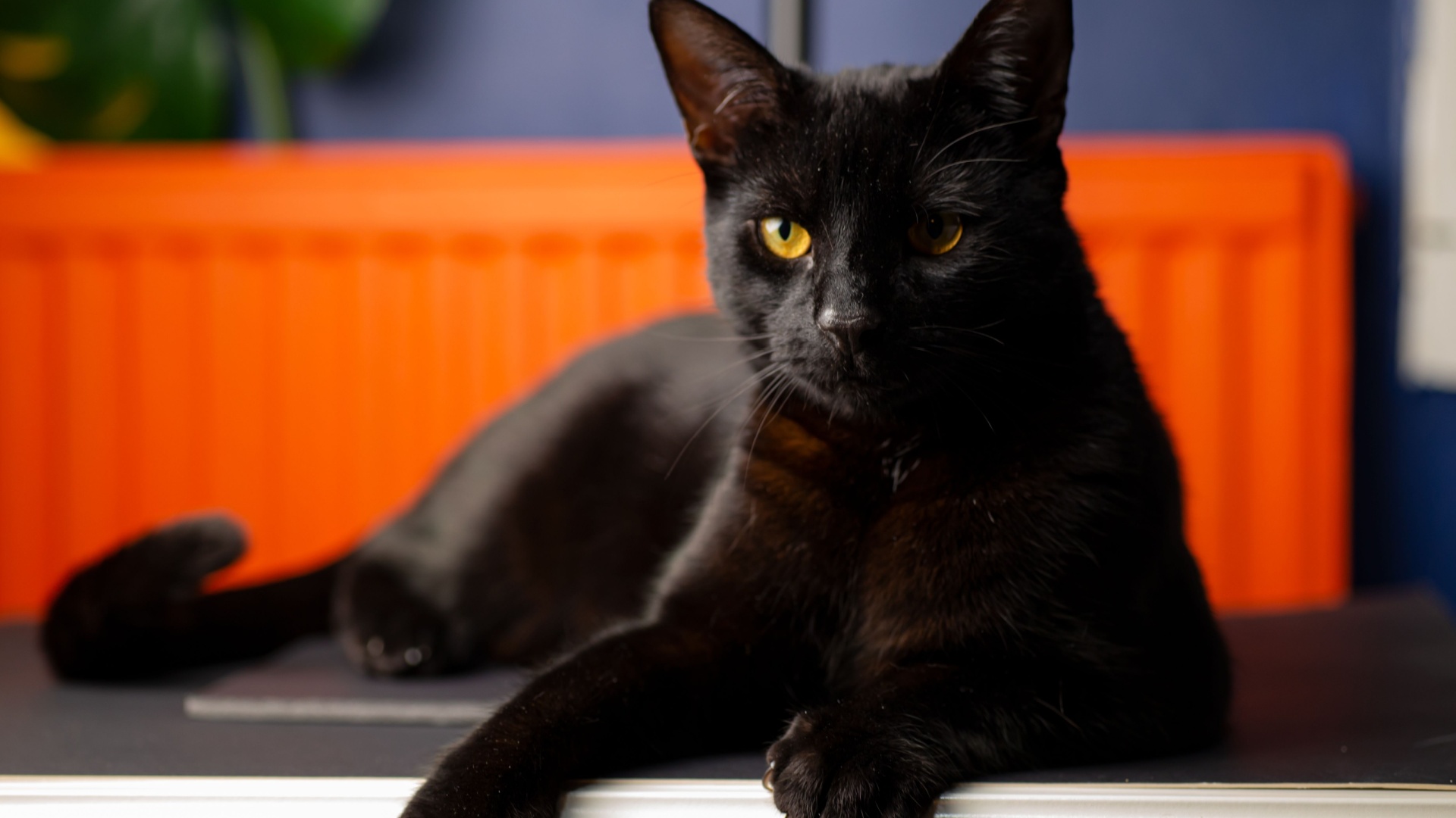 33 Spooky And Sweet Black Cat Quotes Perfect For Halloween