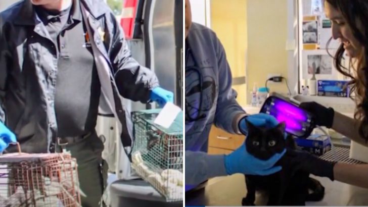 46 Cats Found Living In Disturbing Hoarding Conditions In A Cramped California Apartment