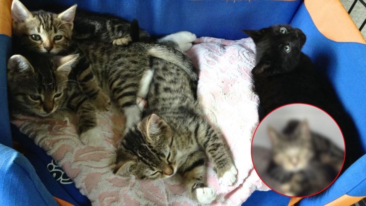 A Surprising Visitor Comes To Claim The Kittens Left In A Box On Vet’s Doorstep