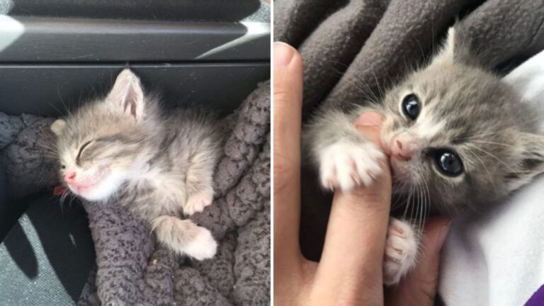 Abandoned Kitten Found On A Los Angeles Porch Turns Out To Be The Happiest Furball Ever