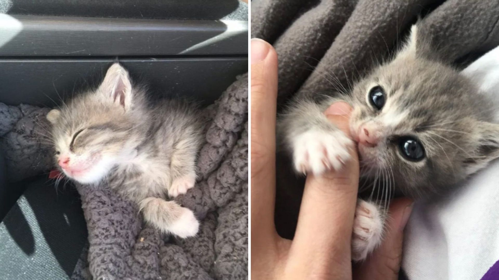 Abandoned Kitten Found On A Los Angeles Porch Turns Out To Be The Happiest Furball Ever