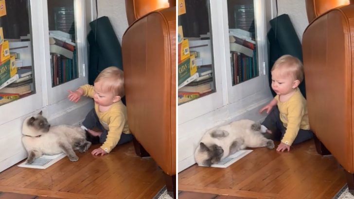 Annoyed Cat Bites A Little Boy But What Happened Then Left The Cat In Disbelief