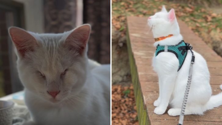 Blind Cat Who’s Endured So Much Finally Gets To Enjoy The Wonders Of Fall For The First Time