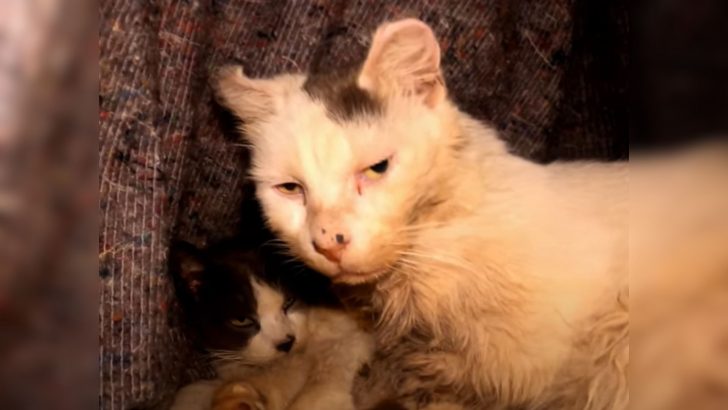 Bonded Senior Stray Cats Rescued Together, But What Happens Next Will Break Your Heart