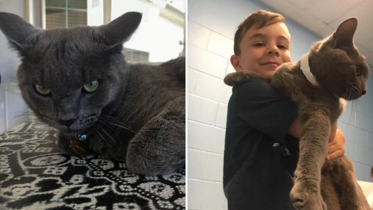 Boy Adopts The Saddest Shelter Cat, But Their Heartwarming Journey Ends In Heartbreak