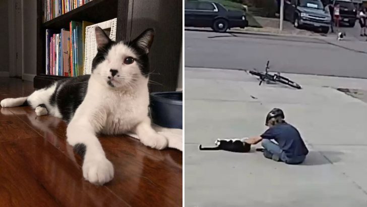 Boy Surprises Everyone By Paying The Most Adorable Visit To Neighbor’s ‘Scary’ Cat