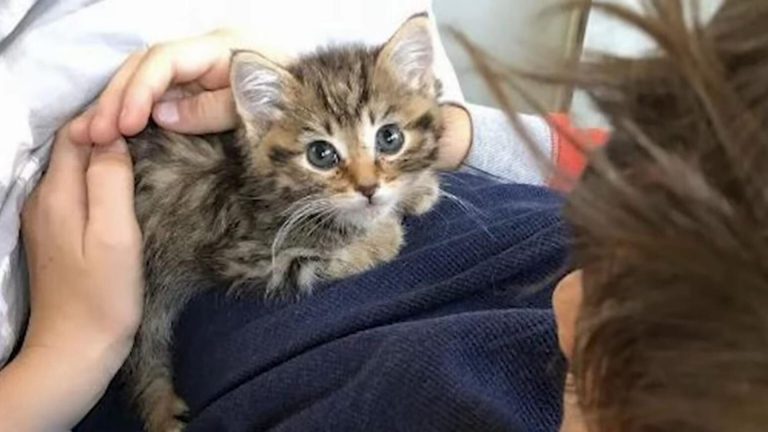 Boy Wakes Up To A Soft Purr And Discovers A Mysterious Furry Visitor