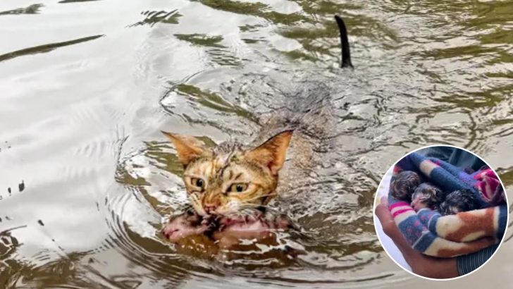 Brave Mom Cat Leaps Into Flood Waters To Save Her Kittens, Leaving Kind Man In Awe