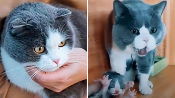 British Shorthair Becomes A Dad And His Hilarious ‘Not Ready For This’ Reactions Will Crack You Up