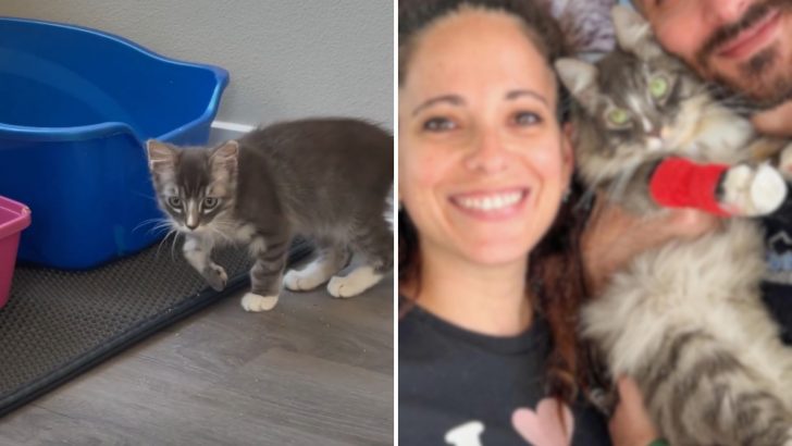 California Couple Fosters A Kitten That Can’t Walk But What They Did For Him Will Melt Your Heart