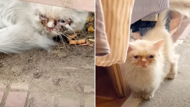 cat hiding in fear
