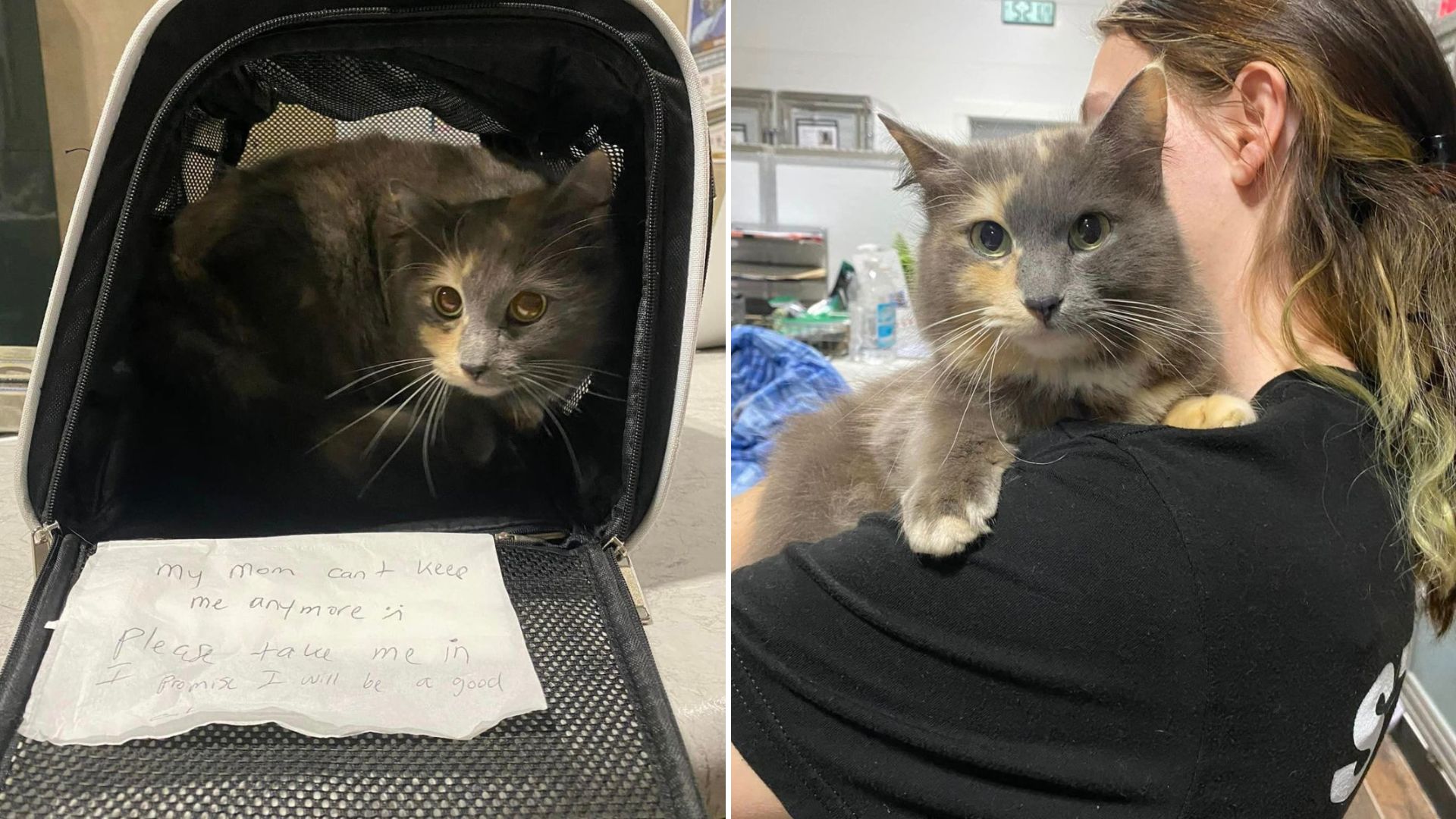 abandoned cat with a note
