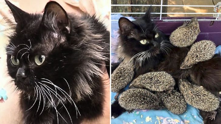 Cat Becomes ‘Foster Mother’ To 8 Abandoned Hedgehogs And Their Caretakers Can’t Believe It