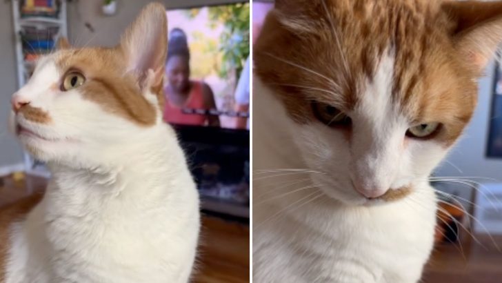 Cat Can’t Help But Feel Betrayed After His Mom Spent Time With Another Cat