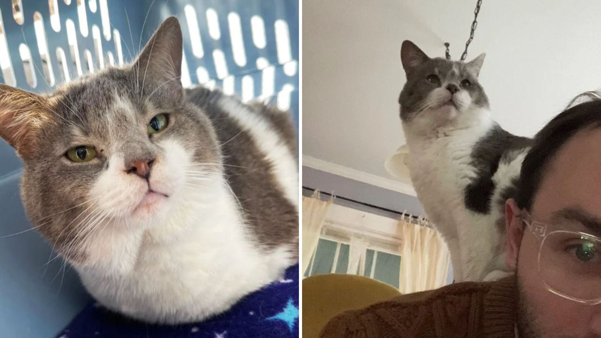 Cat Finds The Love And Attention It Deserved After 8 Years In A Crowded Home