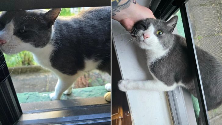 Cat Looks Through The Window Of A New York Home And Decides To Embrace The Happiness Inside