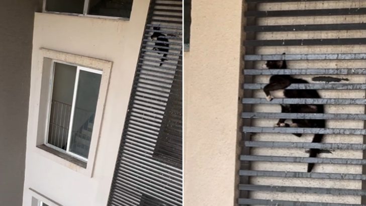 Cat Remains Stuck For More Than 12 Hours In A 20-Story Building’s Grills