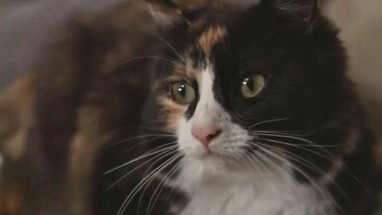 Cat Senses Her Owner Is In Danger And Ends Up Saving Her From Life-Threatening Crisis