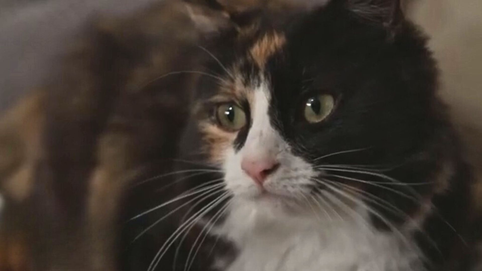 Cat Senses Her Owner Is In Danger And Ends Up Saving Her From Life-Threatening Crisis