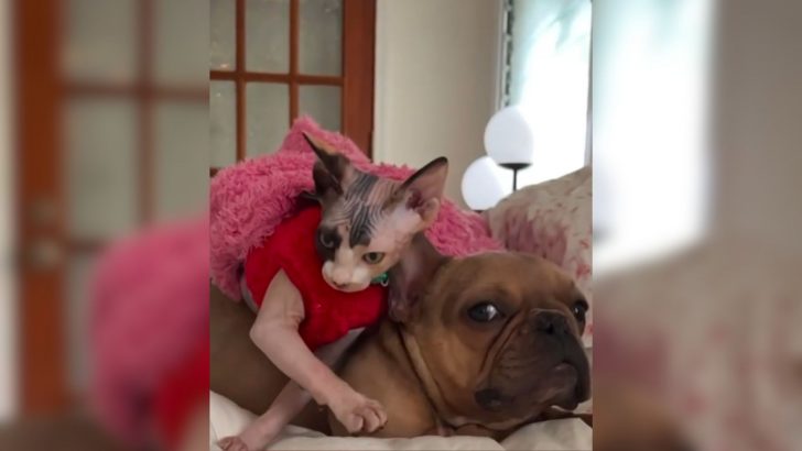 Cat Shows Up In A Dog’s Life And Helps Him Heal But Their Mom Knows This Bond Is No Coincidence