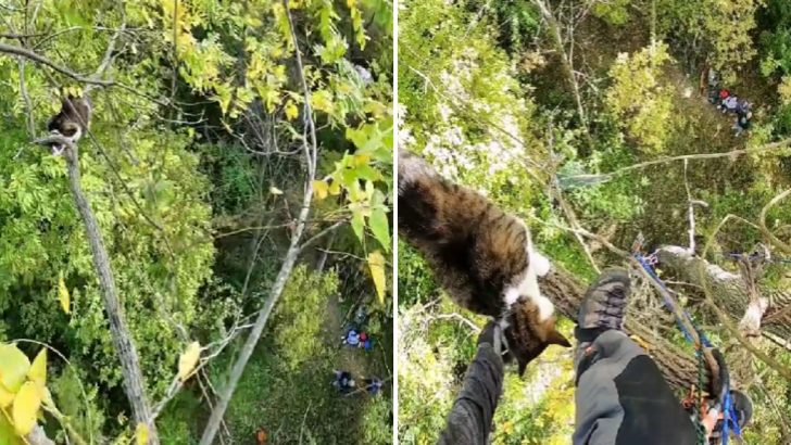 Cat Stuck 45 Feet Up In A Tree For Almost Four Days Until His Hero Came To The Rescue