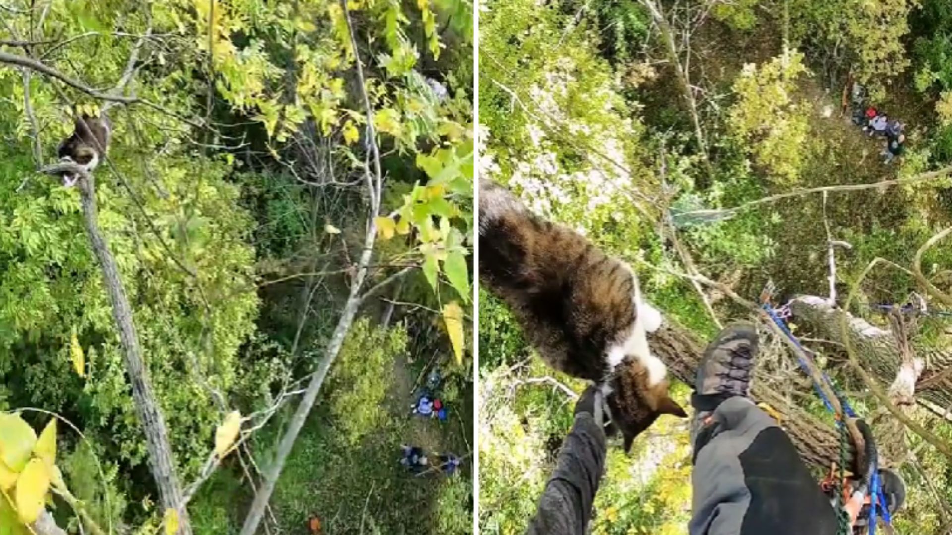 cat on a tree