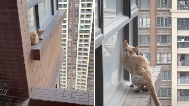 Cat Stuck On Ledge Of 30-Story Building Shocks Everyone With A Sudden Jump