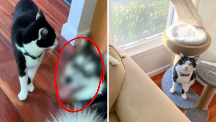 Cat Takes In The Strangest Kitten Ever, Only To Discover It’s Not A Kitten After All