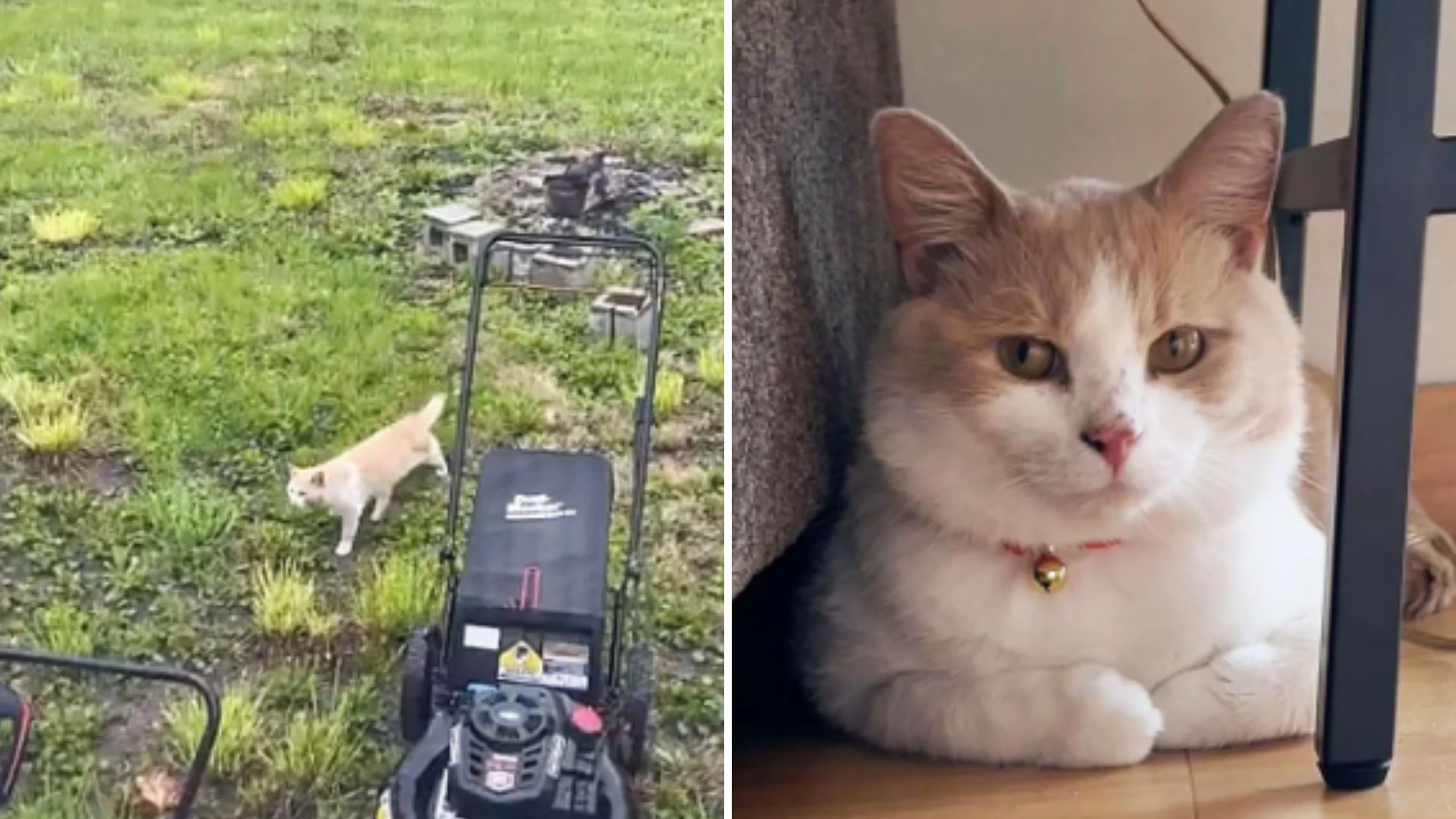 cat outdoor meowing to let her inside