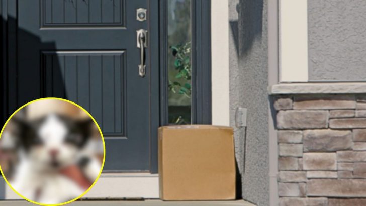 Chicago Woman Finds A Mysterious Box On Her Doorstep And Makes A Jaw-Dropping Discovery