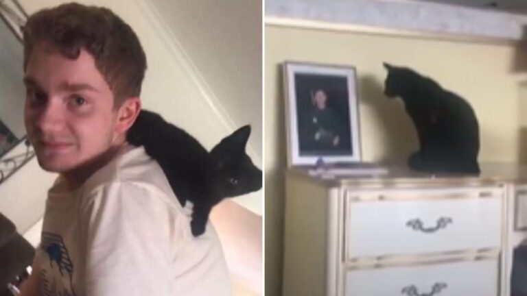 Cleveland Cat Can’t Stop Staring At Her Favorite Human’s Photo, Yearning For His Return