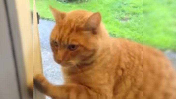 Clever Cat Rings The Doorbell To Get Inside But Only During The Day And You Won’t Believe Why