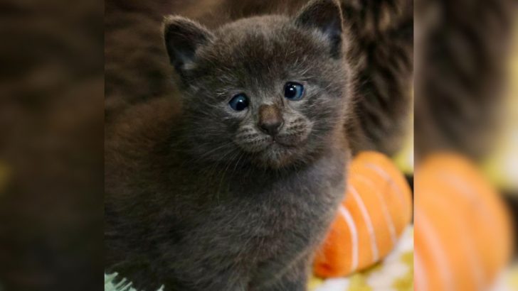 Colorado Fosterer Welcomes Furry Family Into Her Home And One Nebelung Kitten Steals The Show