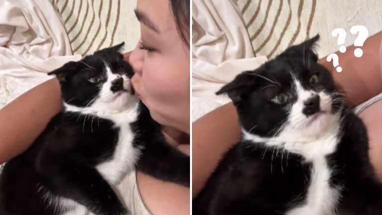 funny cat being kissed by woman