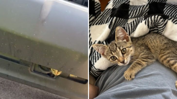 Couple Rescues Kitten Hiding In A Bumper, And She Becomes Their Greatest Treasure