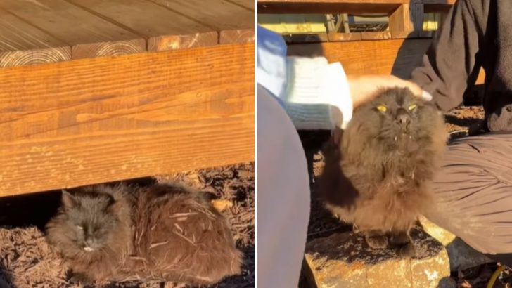 Couple Visits A Remote Cabin In Georgia And Finds Someone In Need Of Rescue Living There 