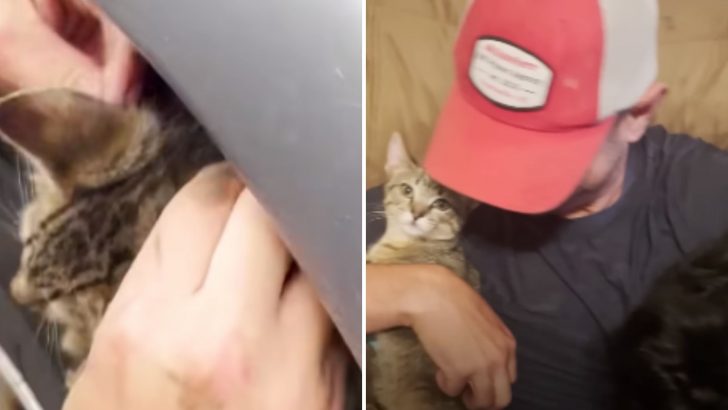 Dad Who Doesn’t Like Kittens Has A Change Of Heart After Saving An Adorable Little Furball