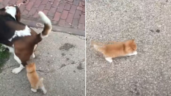 Determined Kitten Follows A Strange Man And His Basset Hound All The Way Home