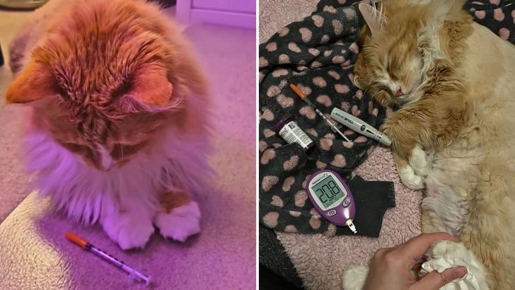 Diabetic Cat Embraces His Daily Insulin Routine And All It Took Was A Little Bit Of Love