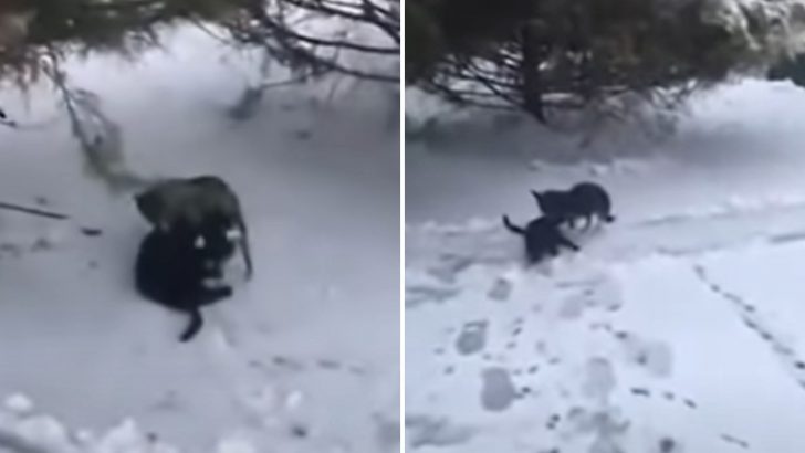 Dog Notices A Freezing Cat Outside Of His Home And Does The Most Heartwarming Thing