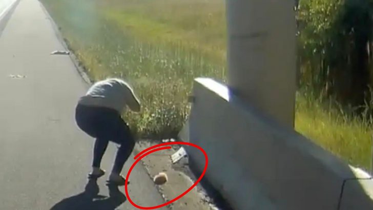 Driver Stops To Check On A Motionless Kitten On The Texas Road Fearing The Worst