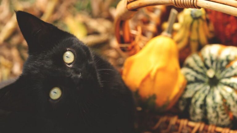 Everything You Need To Know About Feeding Pumpkin To Your Cat This Halloween