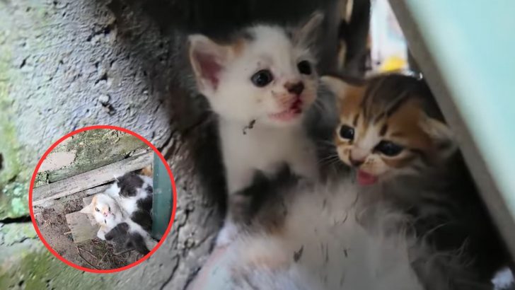 Factory Employees Shocked After Discovering Unconscious Mama Cat Behind The Building