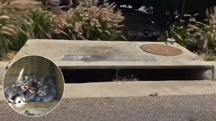 Faint Cries Lead Los Angeles Rescuers To Storm Drain, Where A Feline Family Takes Refuge