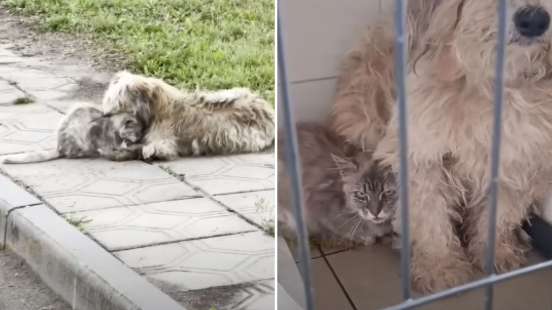 abandoned cat and dog